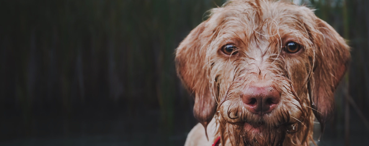 Furville Pet Supplies