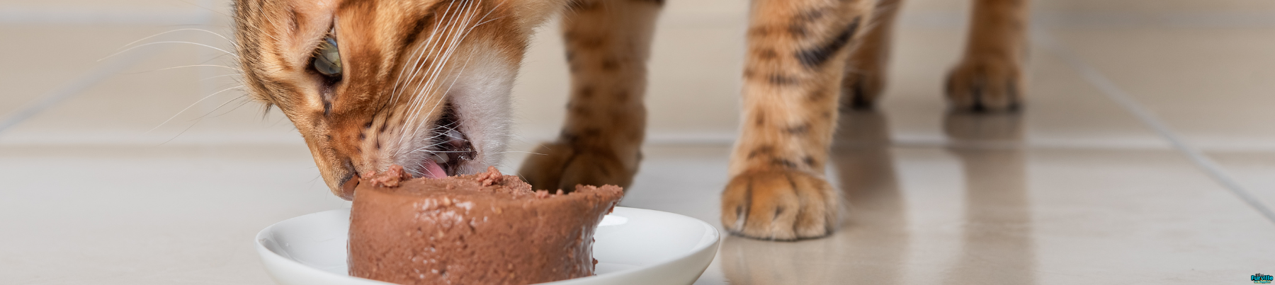 Canned Food For Cats