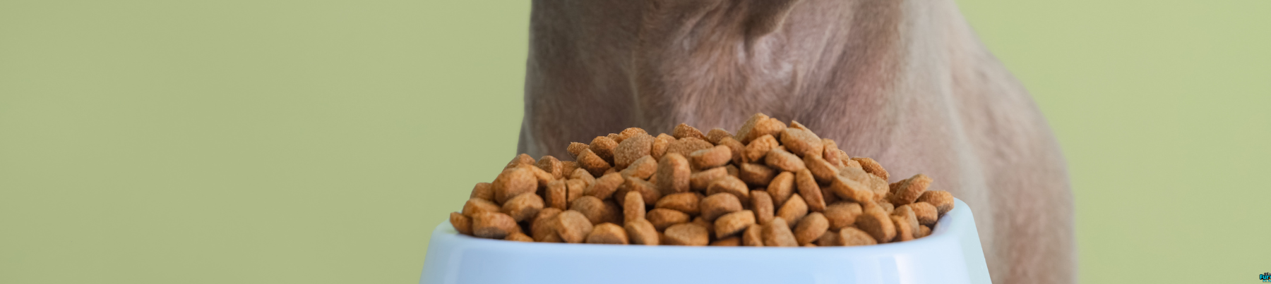 Dry Food for Dogs