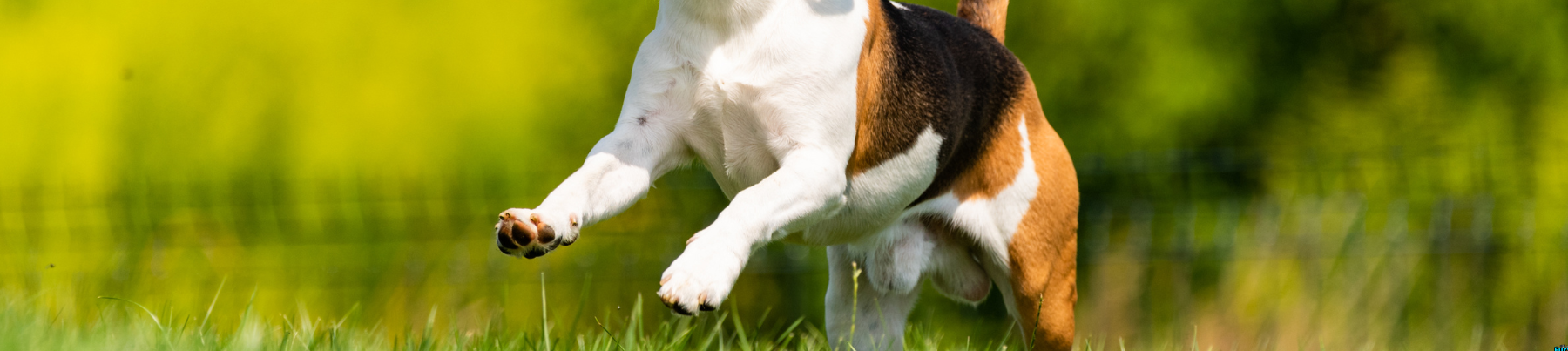 Treats for Dogs - Joints and Mobility Support