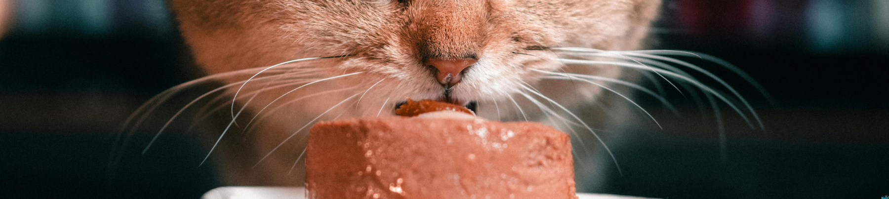 Wet Food for Cats - Mousse
