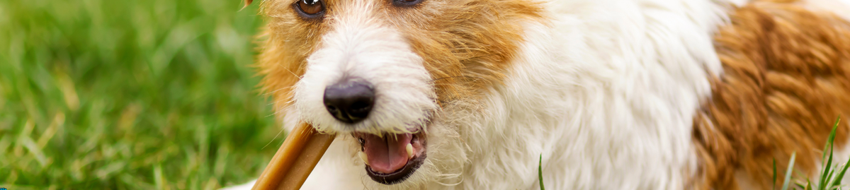 Treats for Dogs - Dental