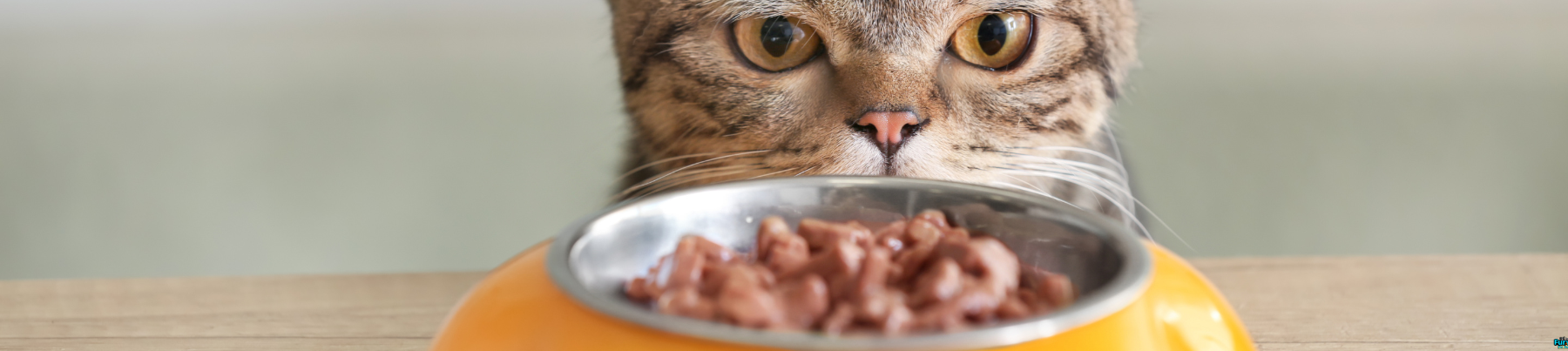 Wet Food for Cats