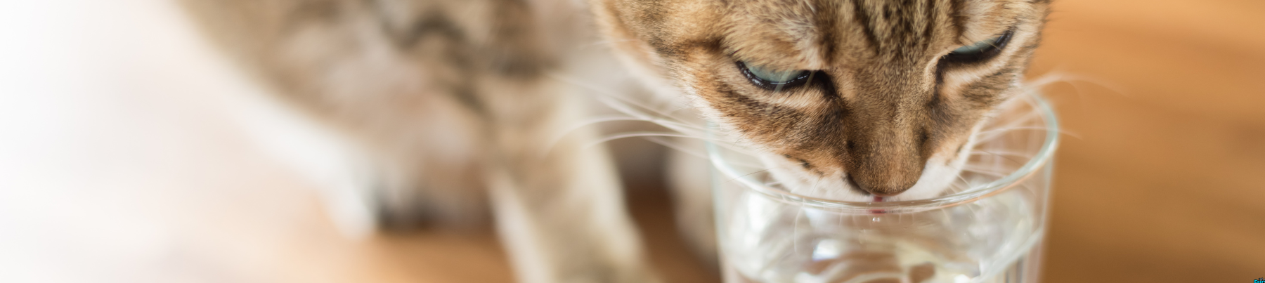 Wet Food for Cats - Promotes Hydration