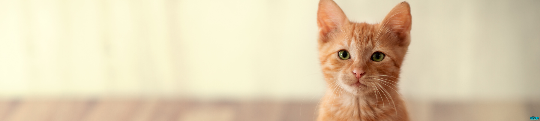 Dry Food for Kitten