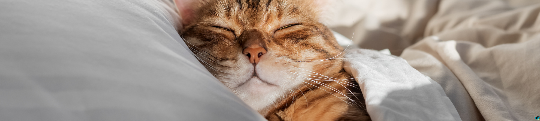 Dry Food for Cats - Indoor
