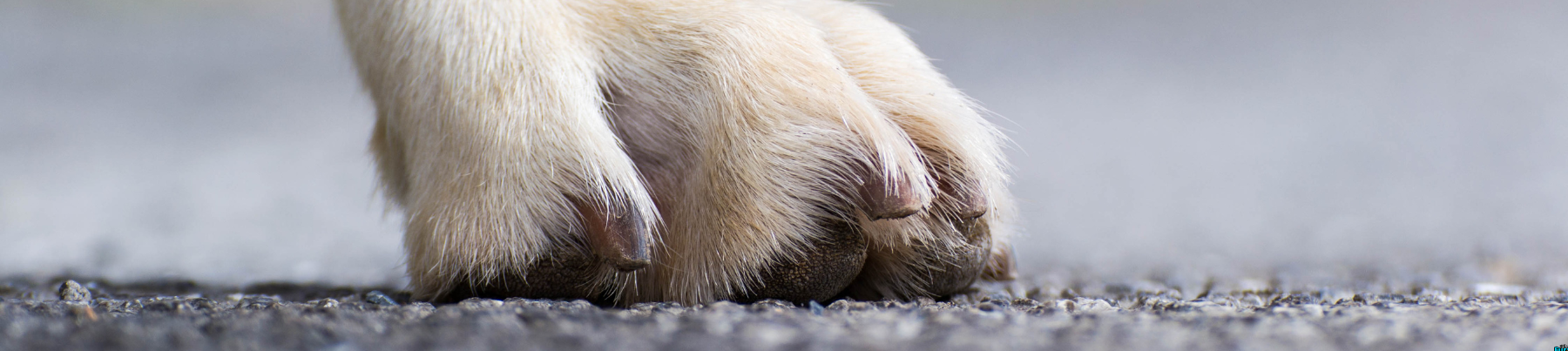 Paw protection