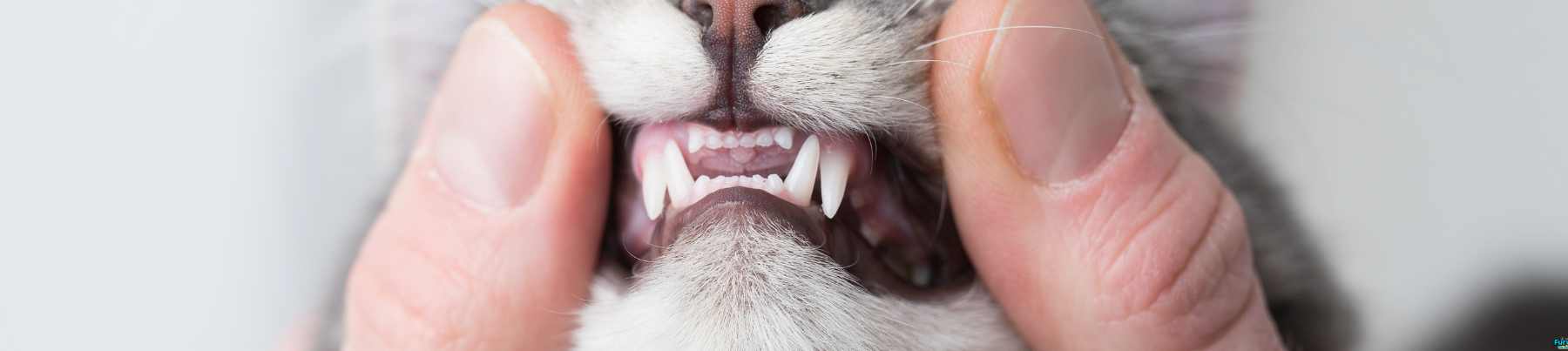 Dry Food for Cats - Oral Care