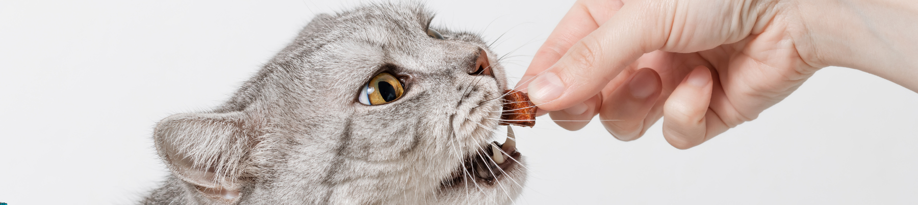Treats for Cats