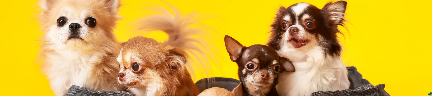 Dry Dog Food for Small Breed
