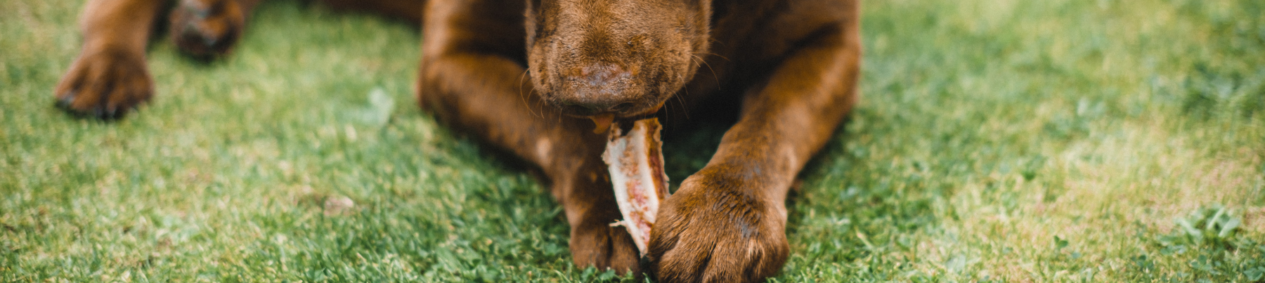 Treats for Dogs - Bones and Long Lastic Chews