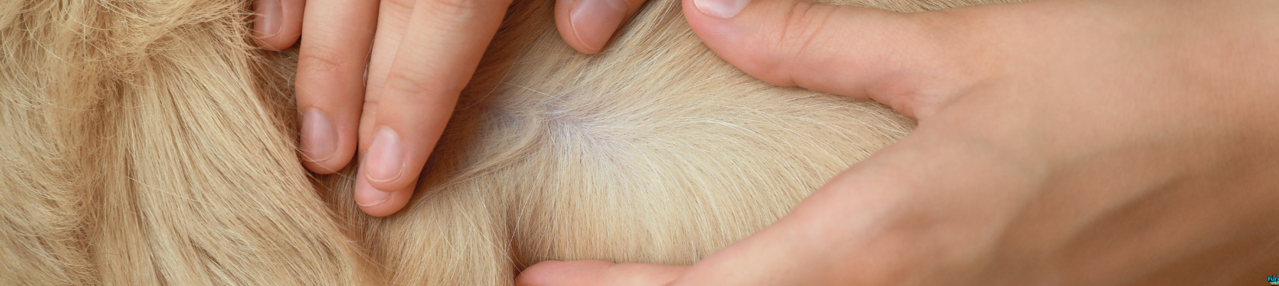 Dry Dog Food - Sensitive Stomach and Skin