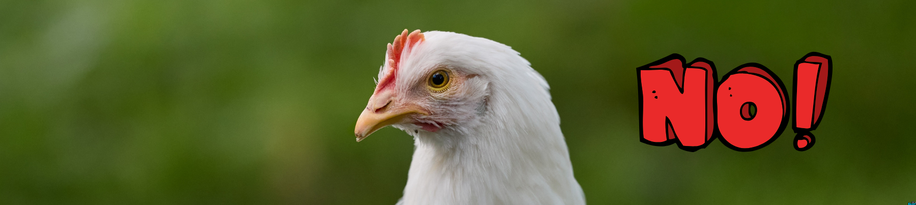 Dry food for dogs - Chicken Free