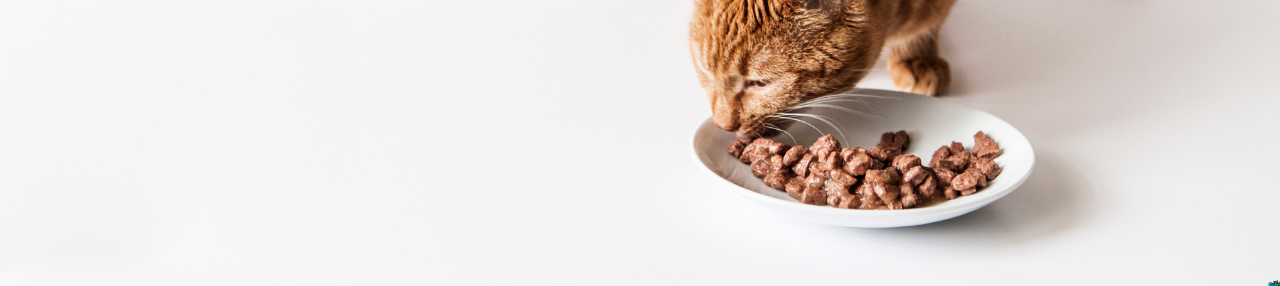 Wet Food for Cats - Minced in Gravy
