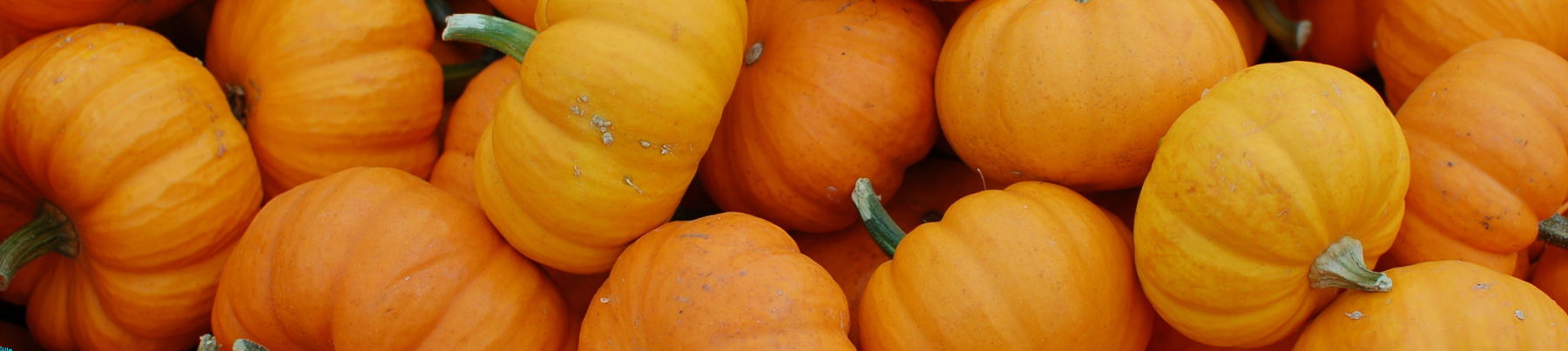 Wet Food for dogs - Pumpkin Blend