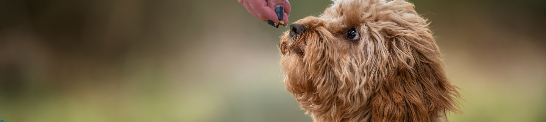 Treats for Dogs - Soft & Chewy Treats