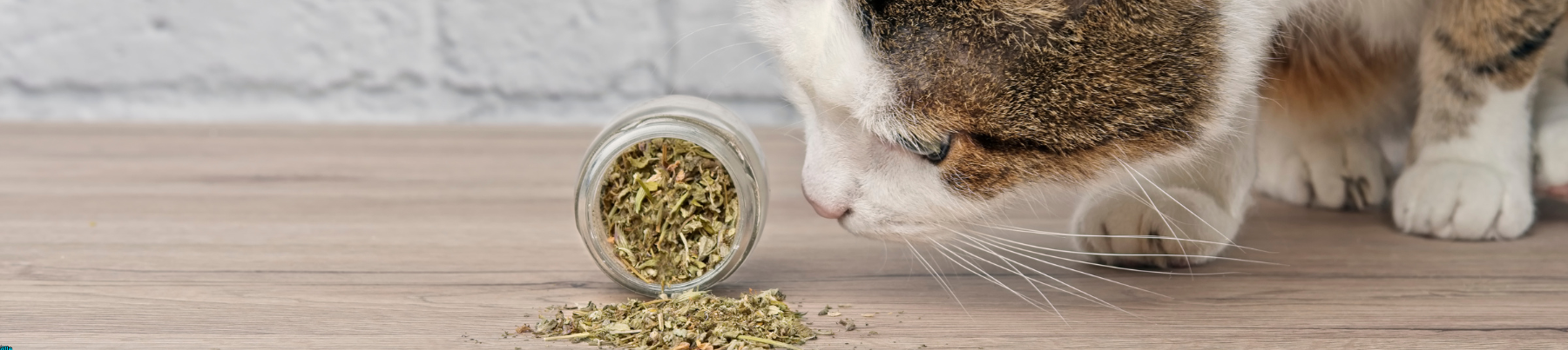 Treats for Cats - Catnip