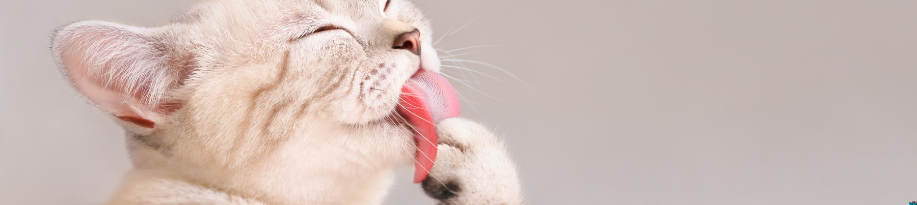 Dry Food for cats - Urinary Support