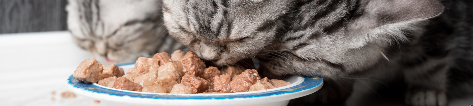 Food Toppers for Cats - Highly Palatable