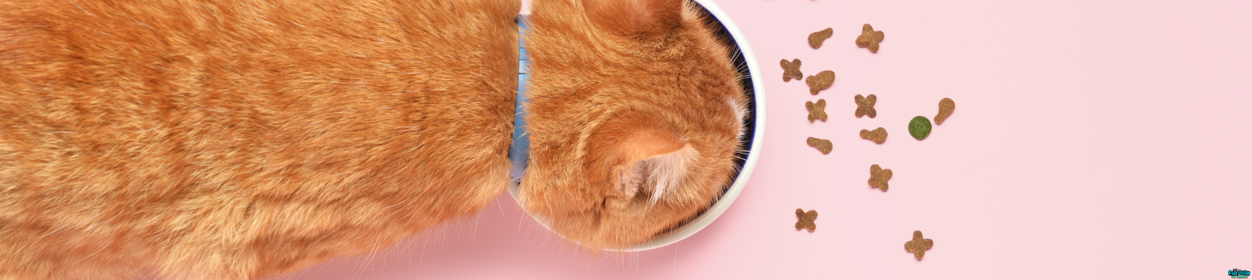 Dry Food for Cats