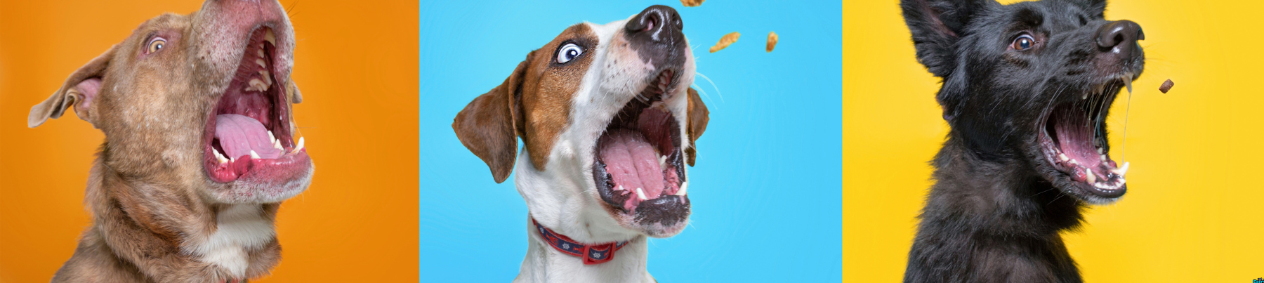 Freeze Dried Treats