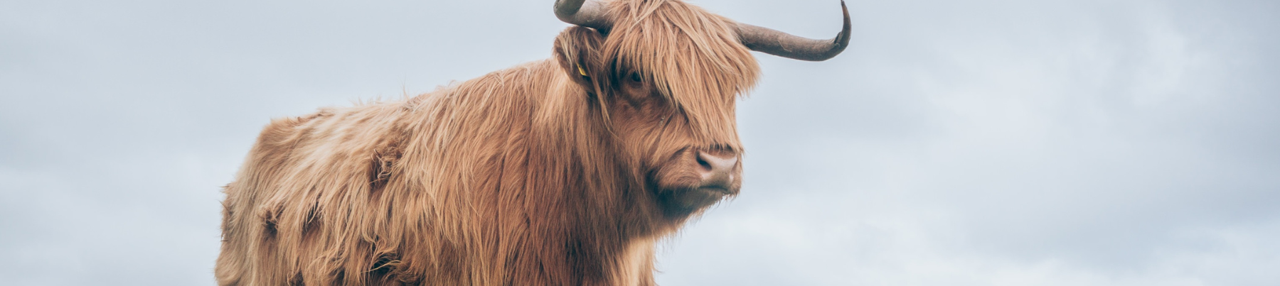Yak Cheese