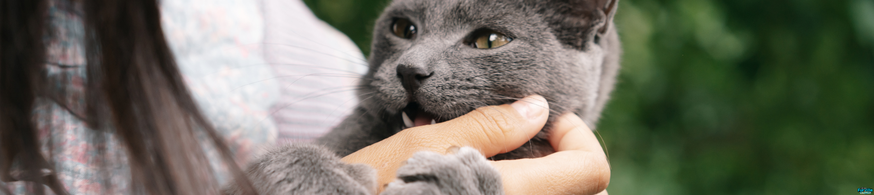 Dry Food for Cats - Skin & Coat Support
