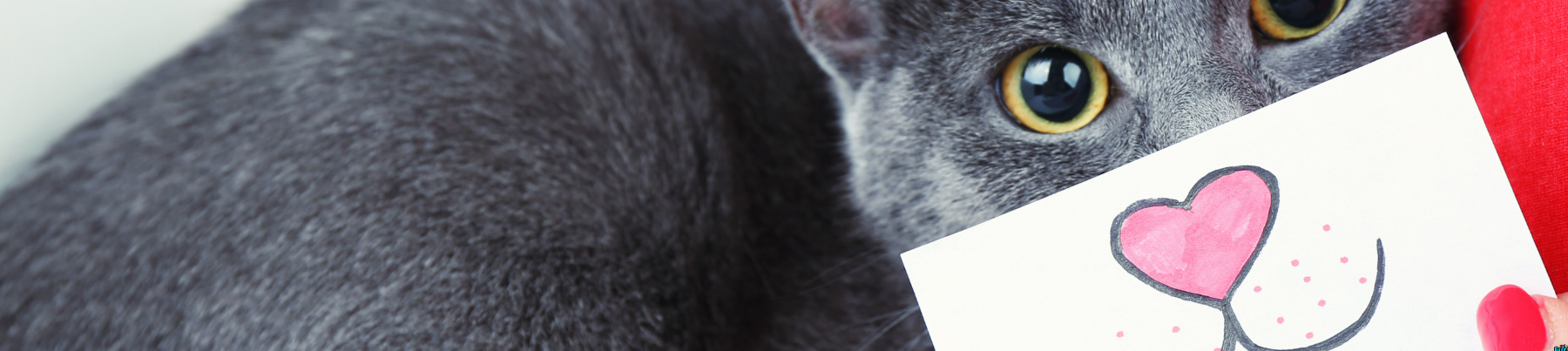 Dry Food for Cats - Cardiac Support