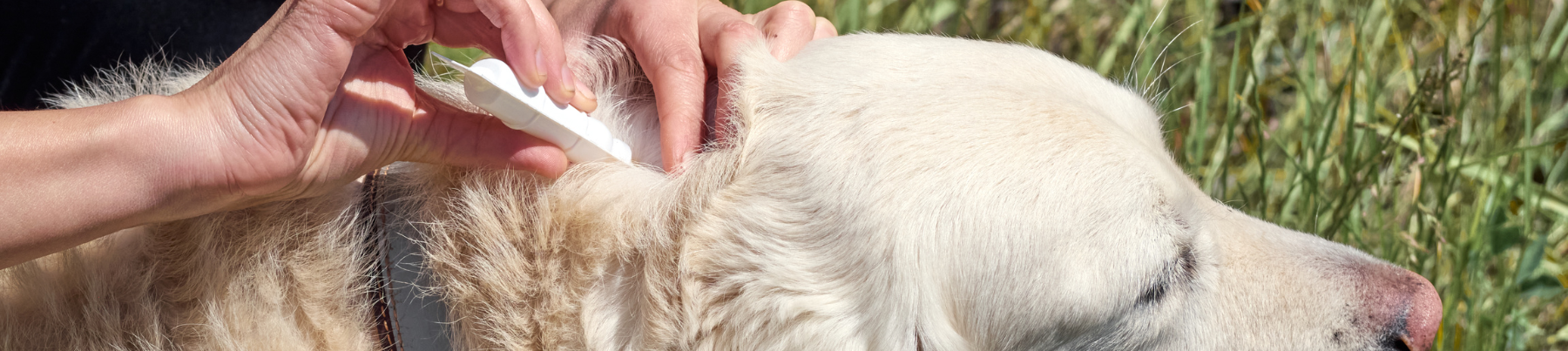 Flea & Tick Care