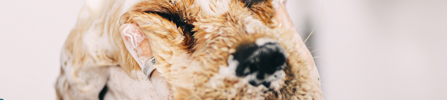 Flea & Tick Treatment & Prevention - Shampoos