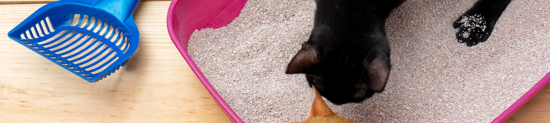Cat Litter and Accessories