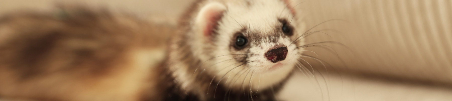 Small Pets