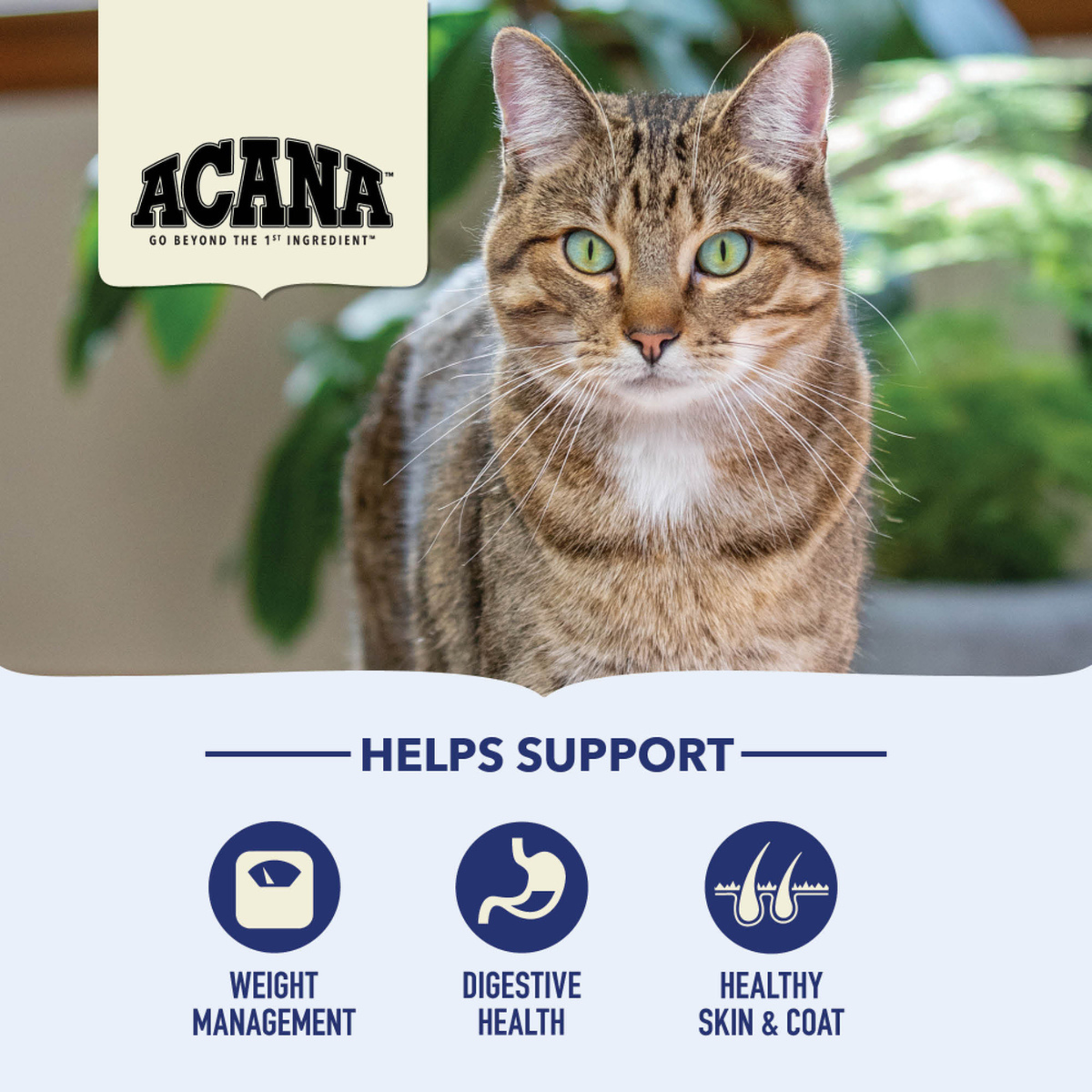 ACANA Cat - Indoor Entree Whole Herring and Raw Salmon Dry Food