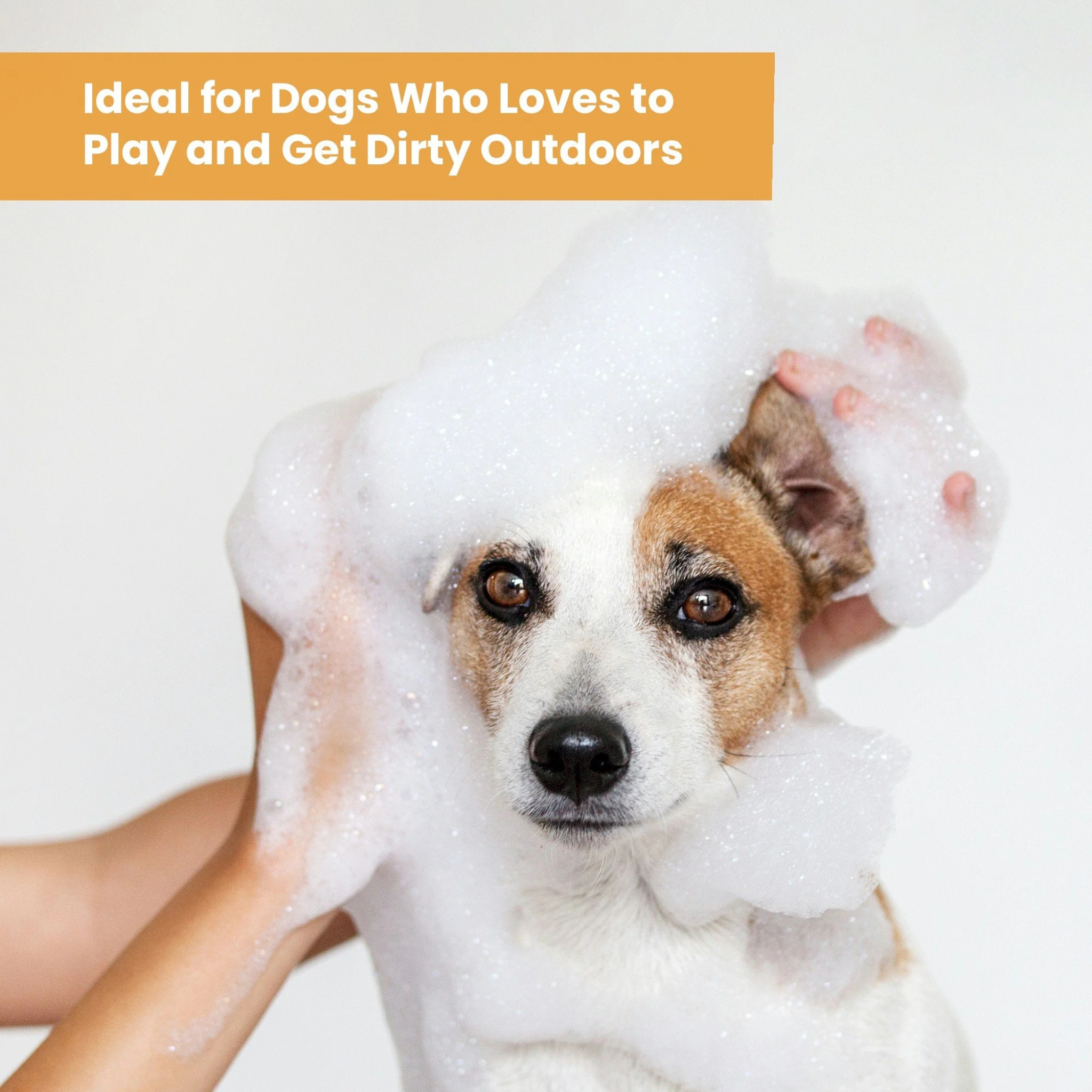 AROMA PAWS Dog - Mandarin Ginger Deep Cleansing Shampoo 13.5 oz