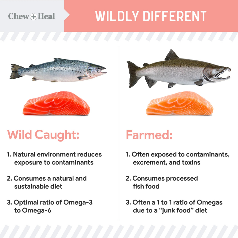 CHEW+HEAL Dog - Wild Alaskan Salmon Oil 8oz