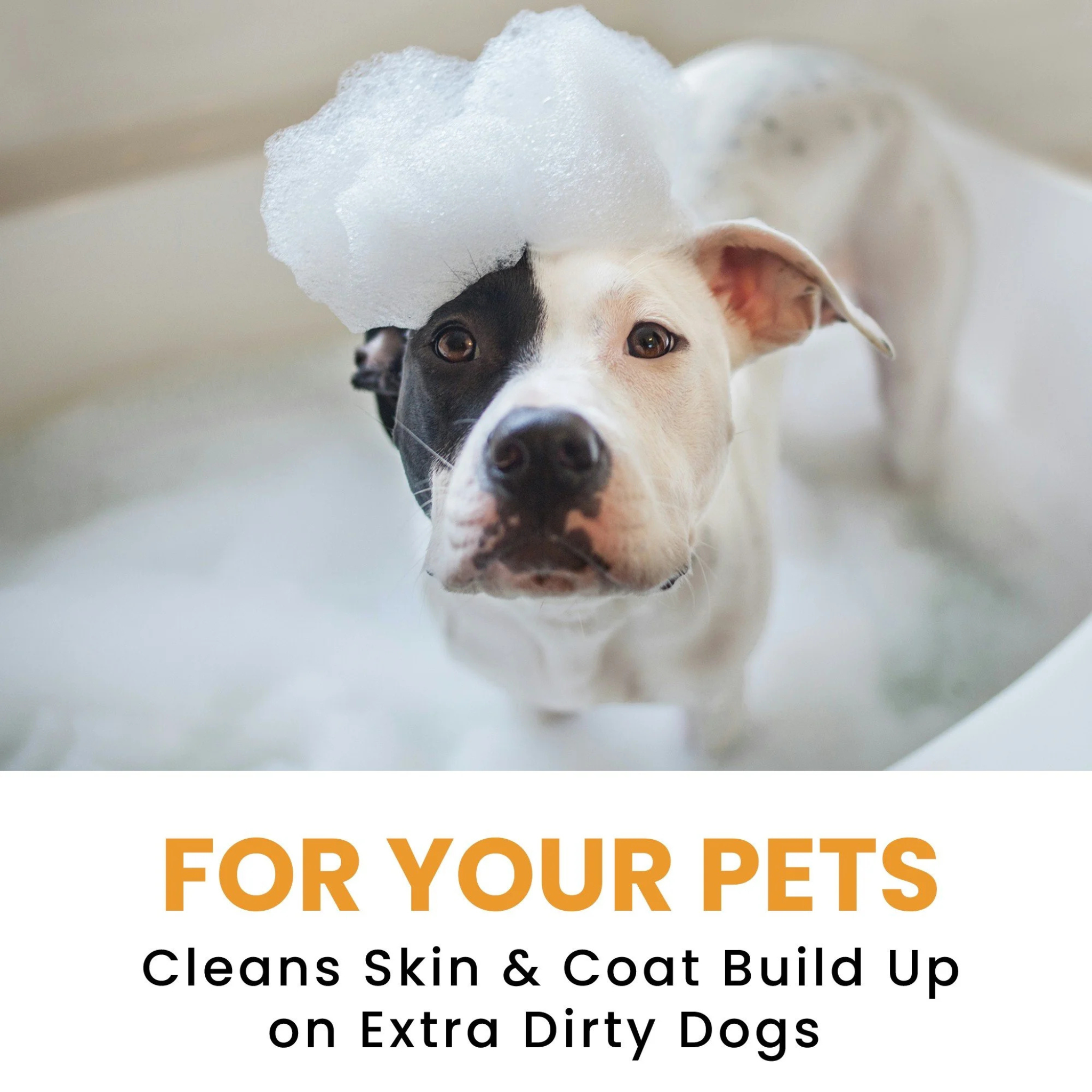 AROMA PAWS Dog - Mandarin Ginger Deep Cleansing Shampoo 13.5 oz