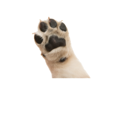 Furville Pet Supplies