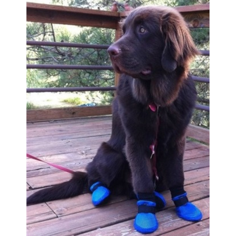 ALL DOG BOOTS Meshies Boots