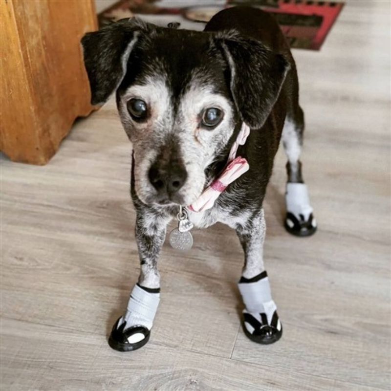 ALL DOG BOOTS Sporthos Dog Summer Boots