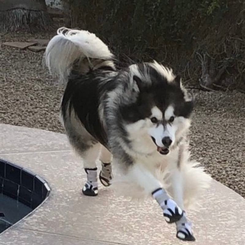ALL DOG BOOTS Sporthos Dog Summer Boots