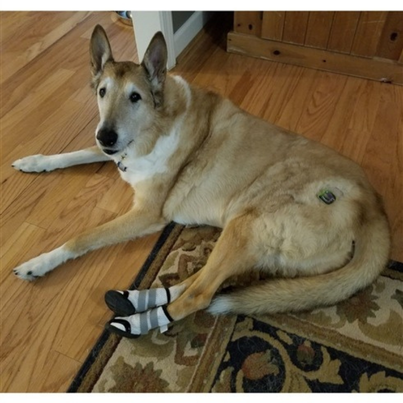 ALL DOG BOOTS Sporthos Dog Summer Boots