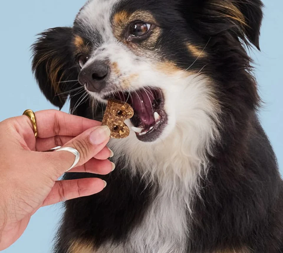 Furville Pet Supplies is a local pet store in Roxborough that carries health-conscious pet food.
