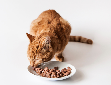 Furville Pet Supplies