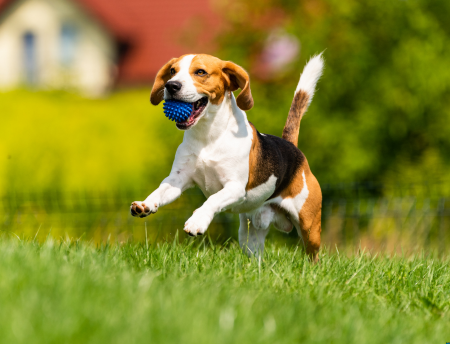 Furville Pet Supplies