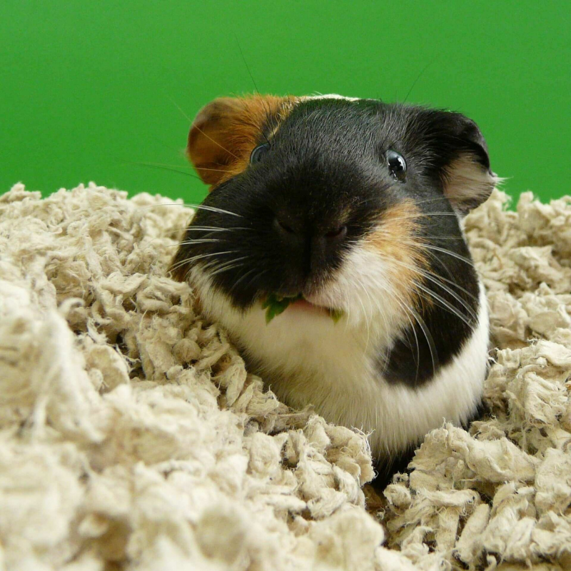 CARFRESH Small Pets Paper Bedding