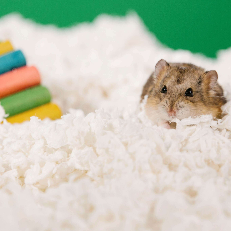 CARFRESH Small Pets Paper Bedding