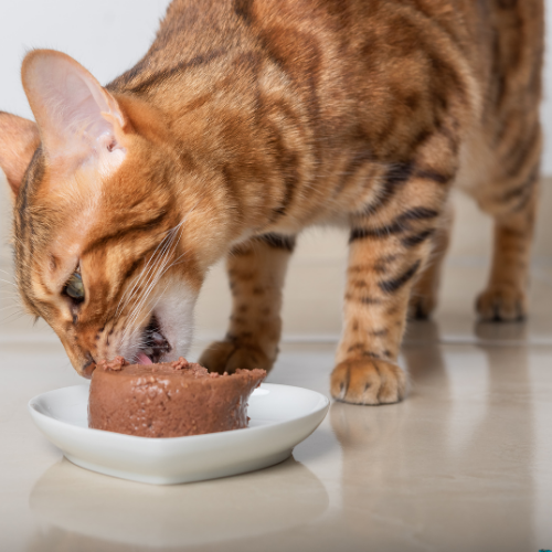 Canned Food For Cats