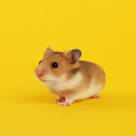Small pet