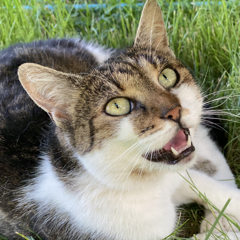 Furville Cat Sushi