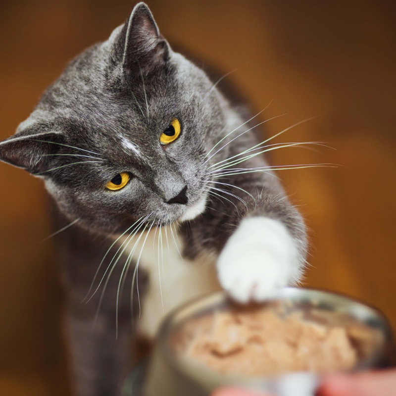 Furville Fussie Cat mousse cat wet food
